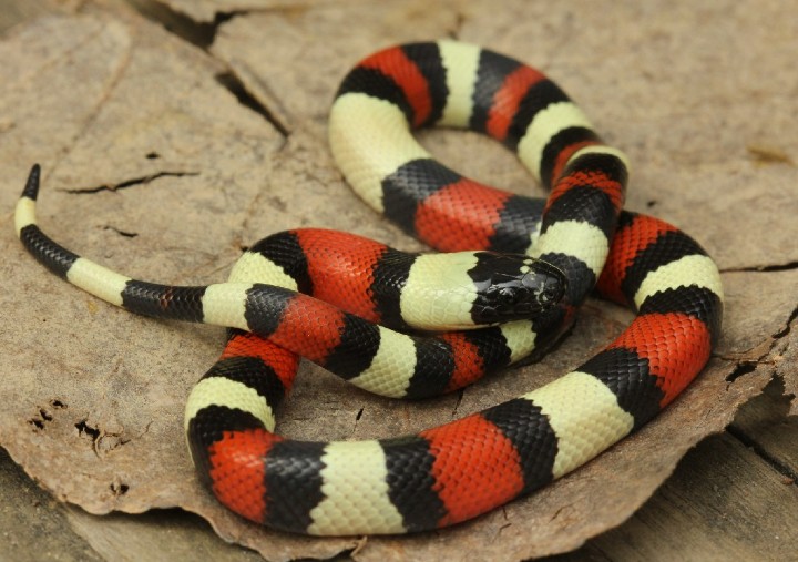 Pueblan Milk Snake